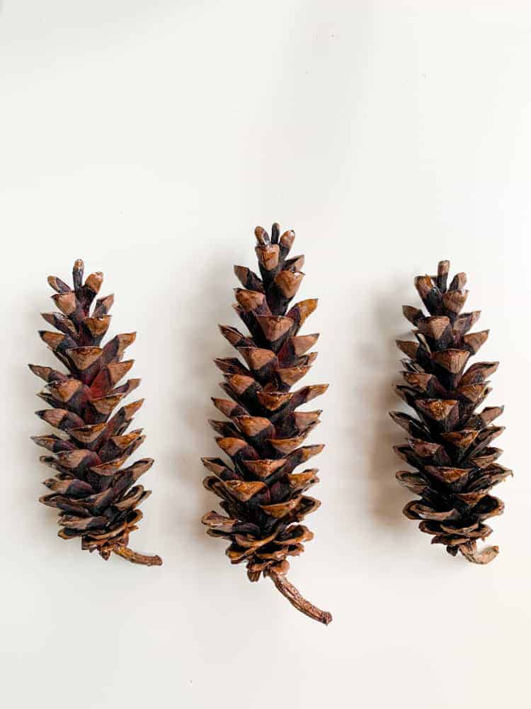 How to Prep and Clean Pine Cones - Discovering Mommyhood